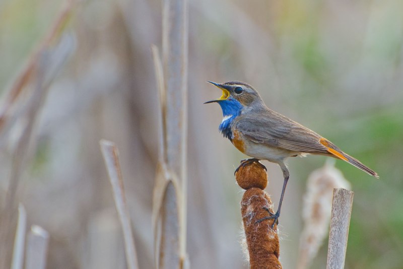 Luscinia svecica pallidogularis