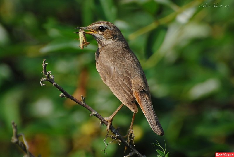 Luscinia svecica