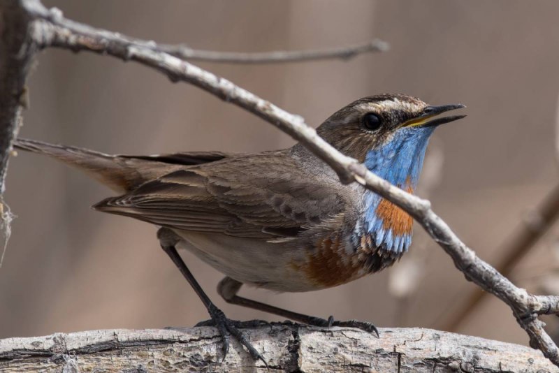 The Bluethroat (Luscinia svecica)