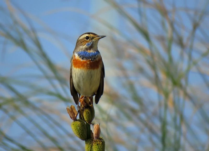 Luscinia svecica cyanecula