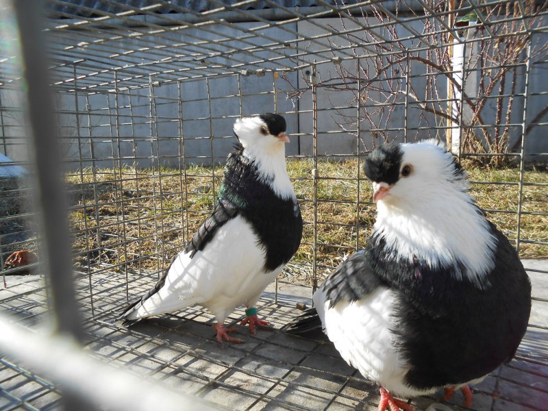 Голуби Курский Турман