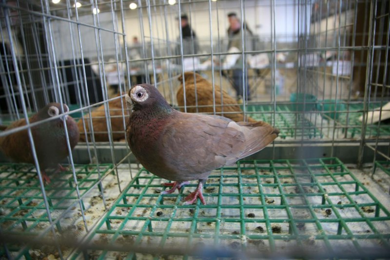 Орловский белый Турман голуби в полете