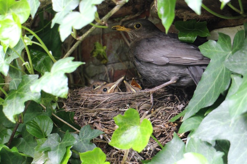 Turdus Merula