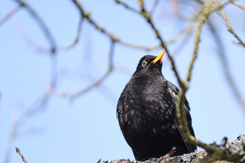 Turdus Merula группа