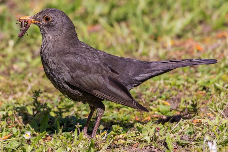 Дрозд чёрный (turdus Merula)