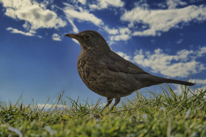 Гологлазый Дрозд (turdus nudigenis)
