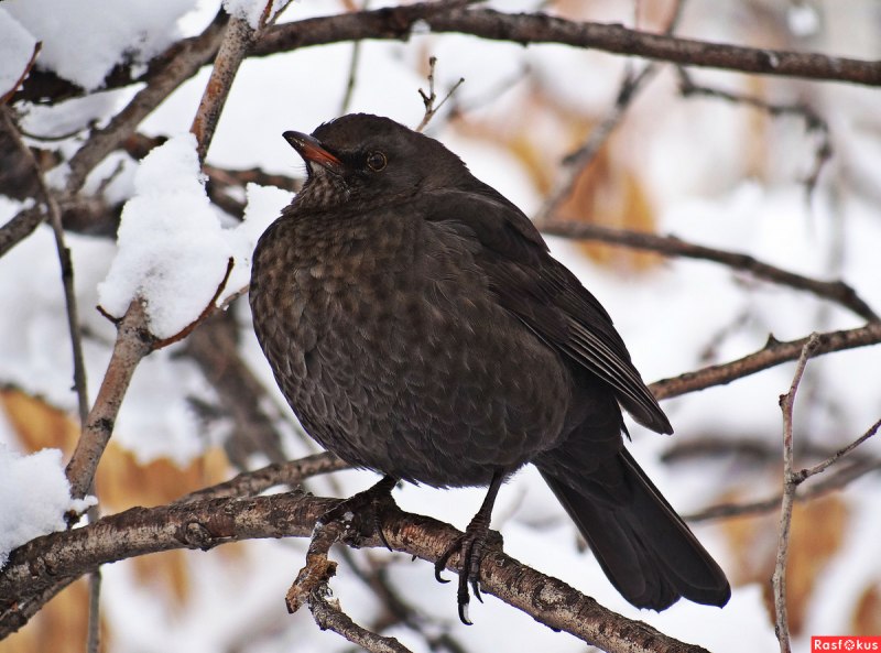 Дрозд чёрный (turdus Merula)