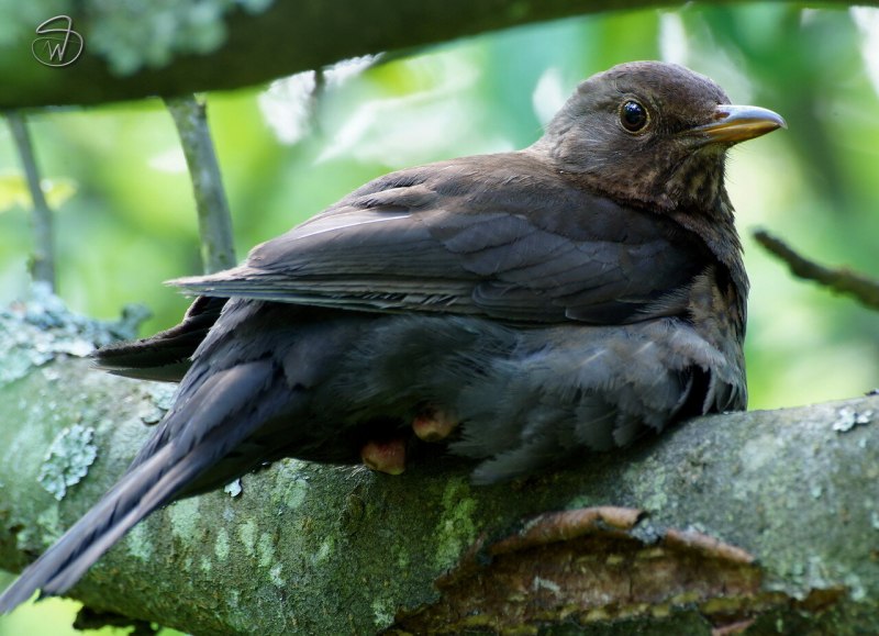 Одноцветный Дрозд turdus Unicolor