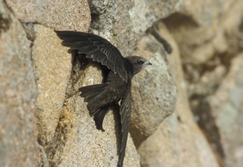 Семейство стрижиные (Apodidae)