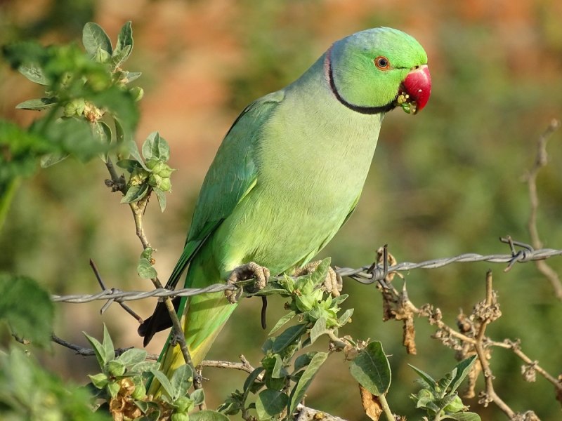Индийский кольчатый попугай (75 фото)