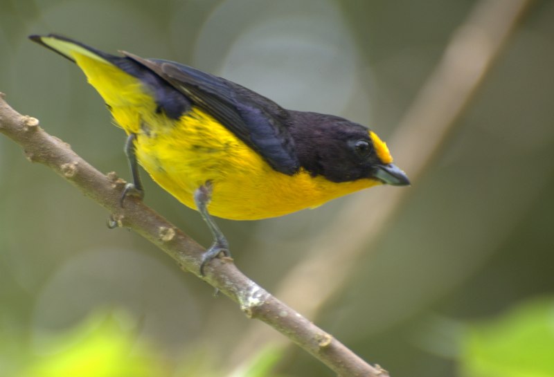 Project Euphonia