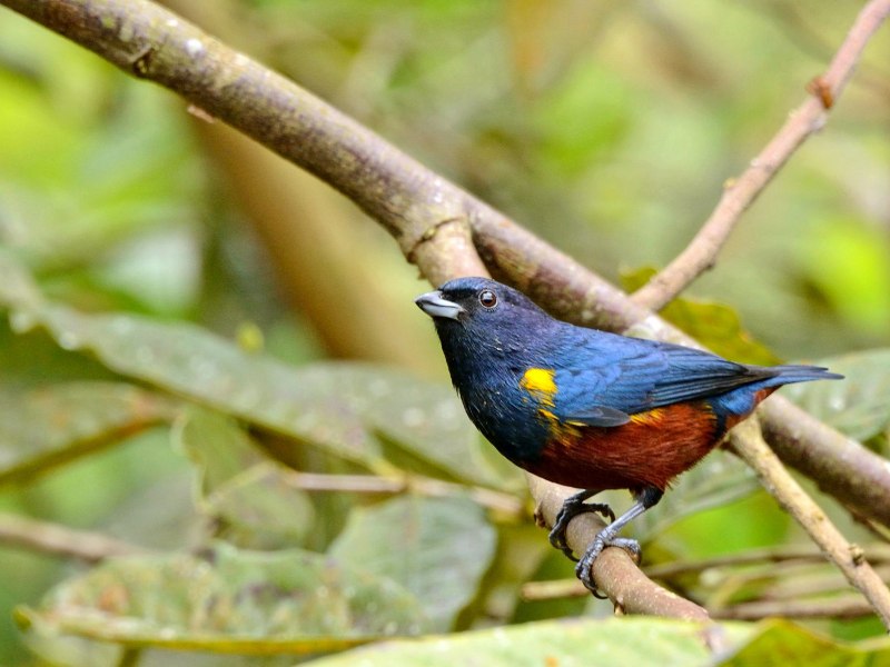 Green-throated Euphonia