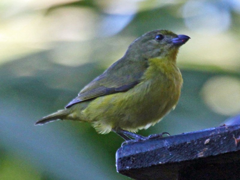 Фиолетовый органист (Euphonia violacea)