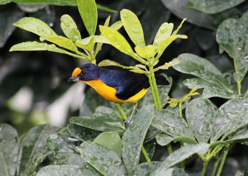 Thick-billed Euphonia