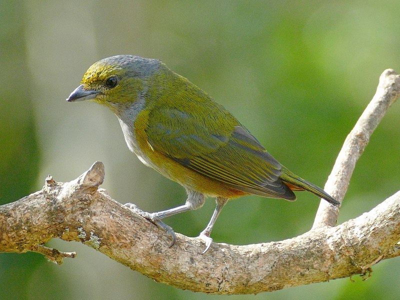 Фиолетовый органист (Euphonia violacea)