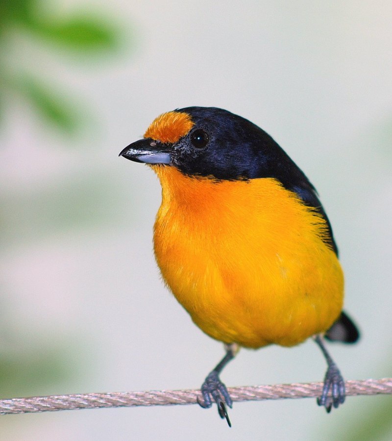 Phaeoclavulina cyanocephala