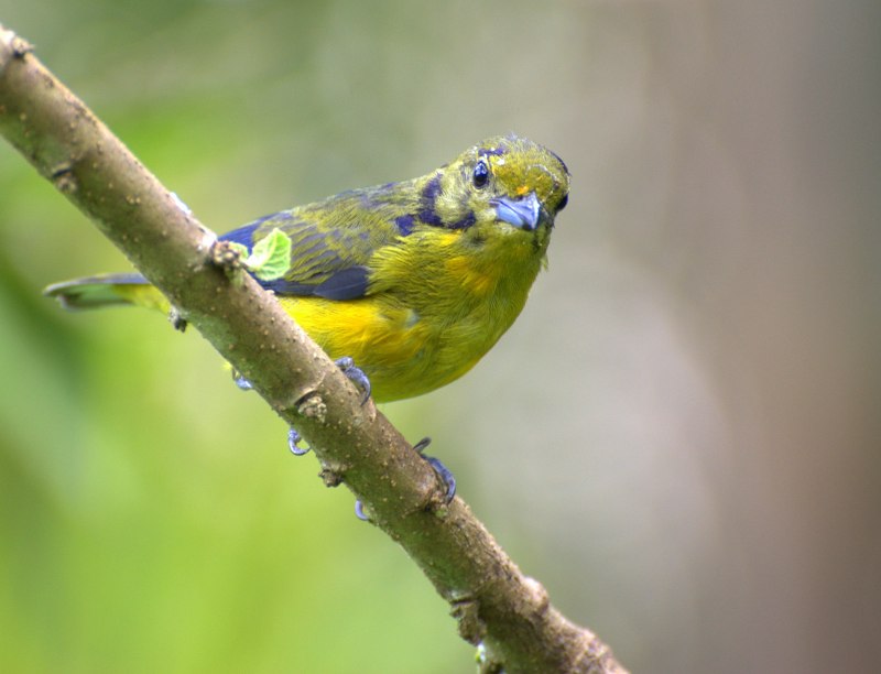 Euphonia 7