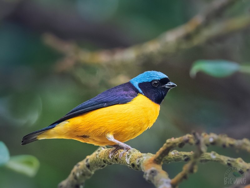 Thick-billed Euphonia