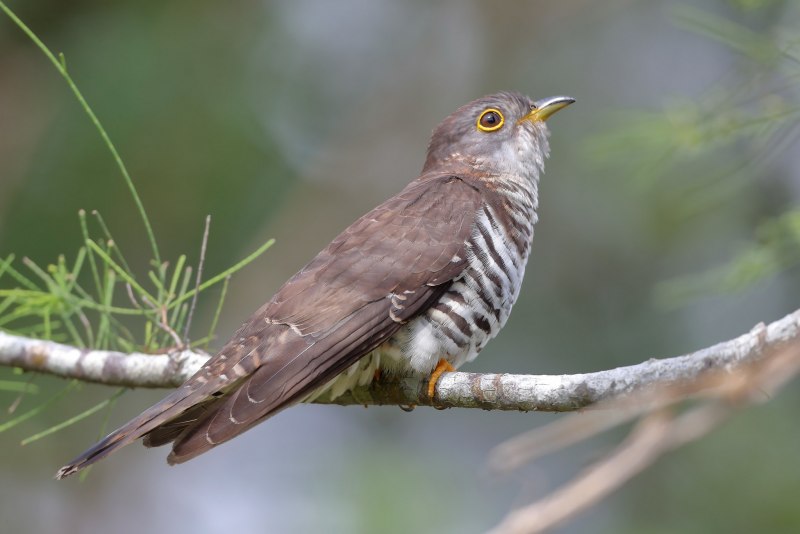 Britten Cuckoo