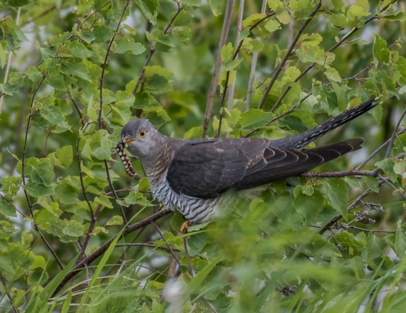 Кукушка (Cuculus poliocephalus