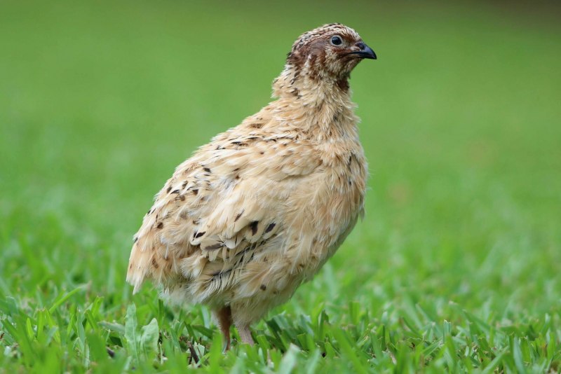 Перепел Coturnix Coturnix