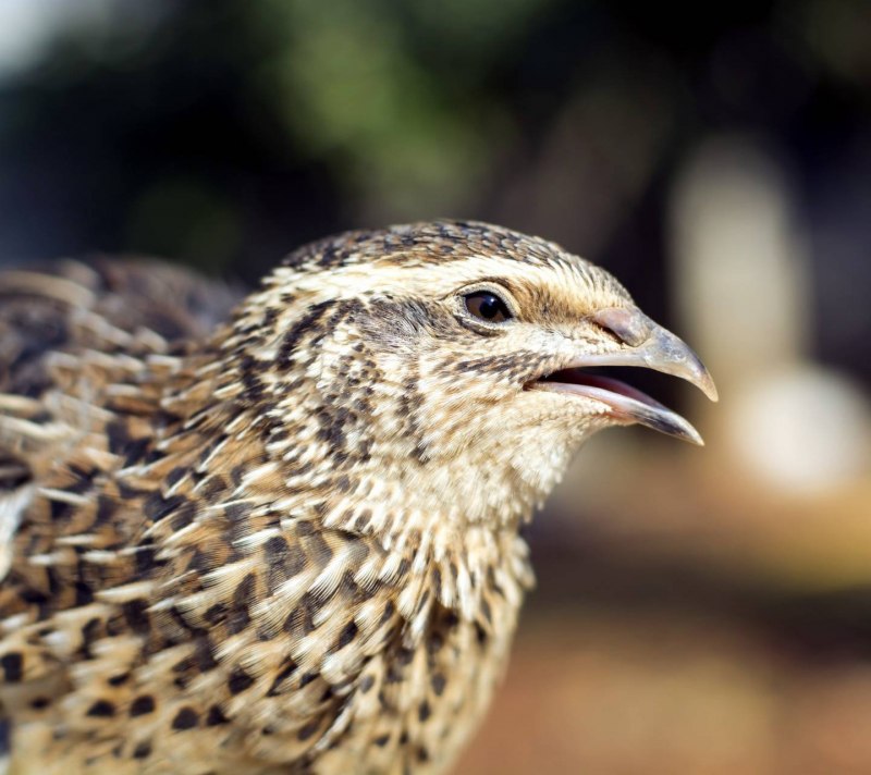 Перепел обыкновенный Coturnix Coturnix