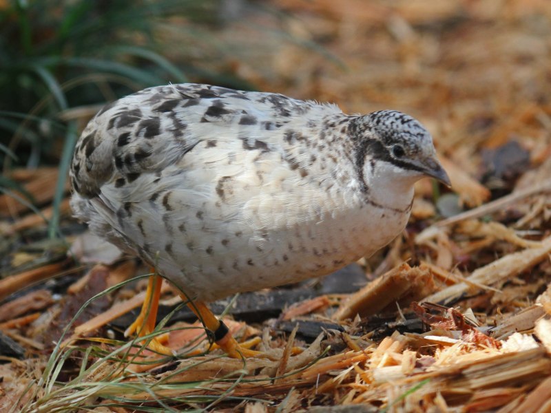 Other Quail for