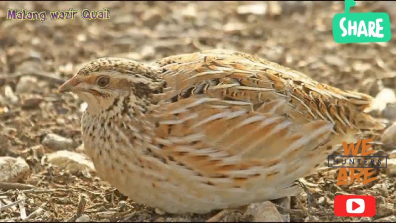 Перепел-Арлекин / Coturnix delegorguei