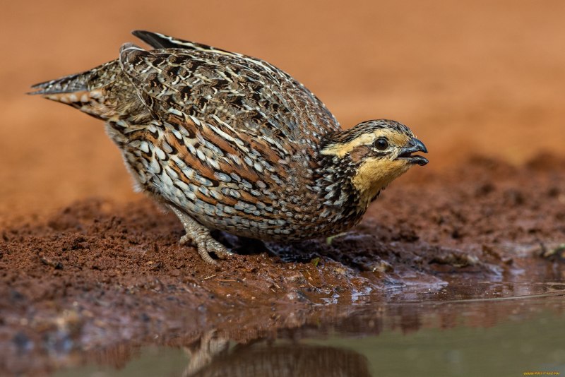 Перепел обыкновенный , перепёлка (Coturnix Coturnix)