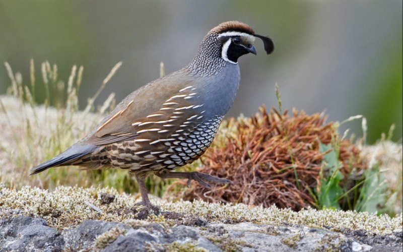 Coturnix ypsilophora
