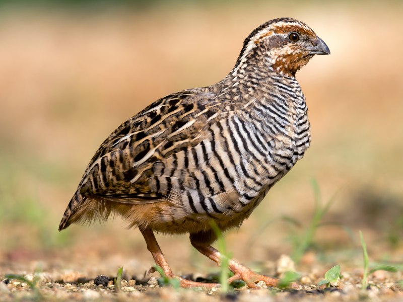 Перепел Coturnix Coturnix
