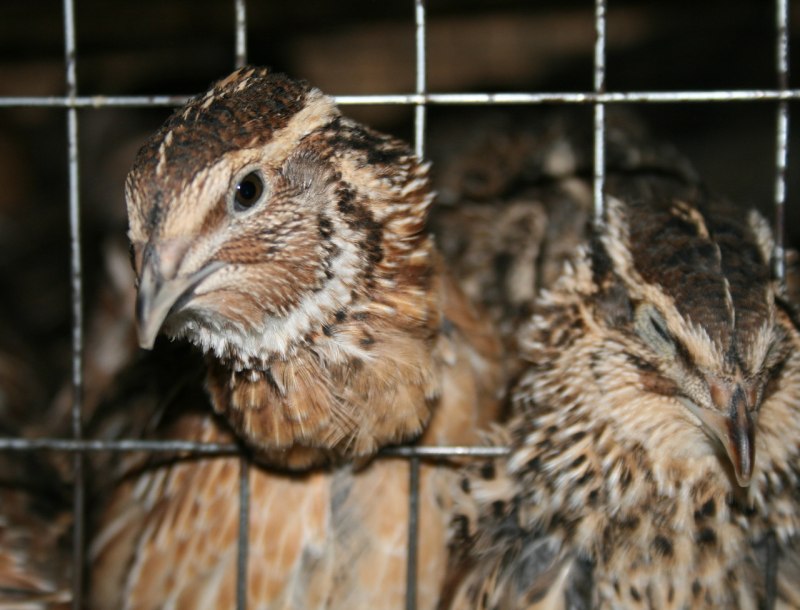 Brown Quail