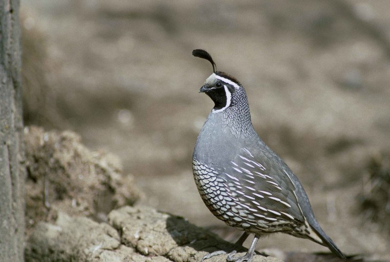 Перепел Coturnix Coturnix