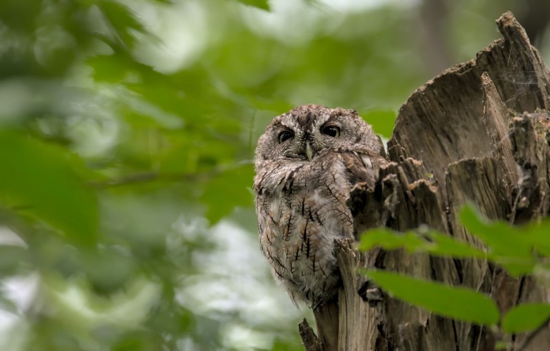 Owl Forest ласточки