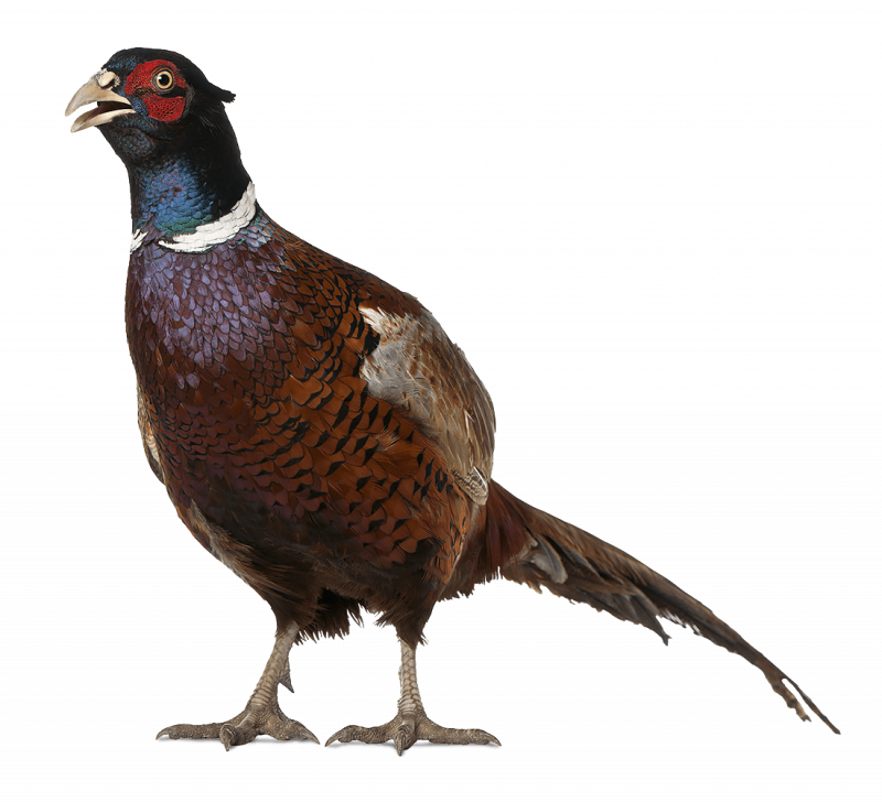 Phasianus colchicus