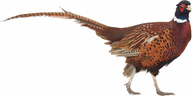 Phasianus colchicus