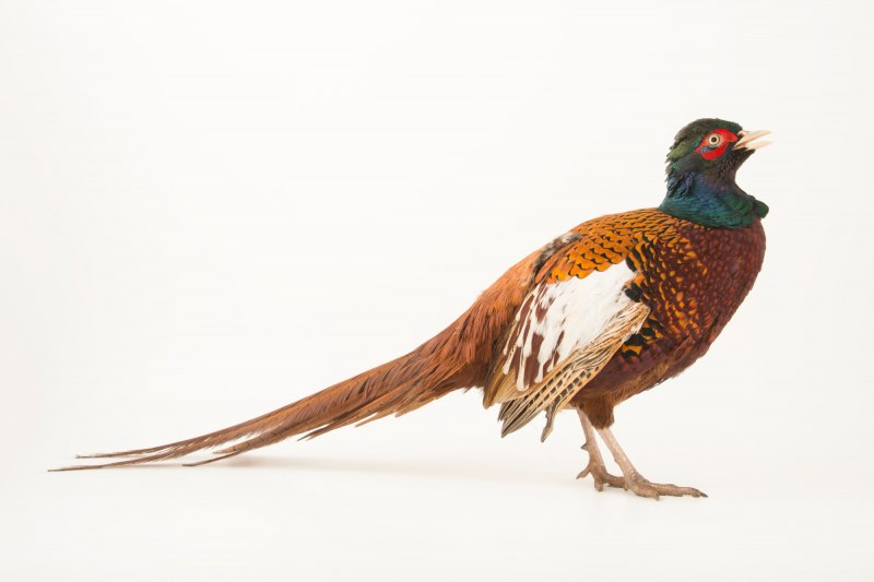 Phasianus colchicus Zarudny