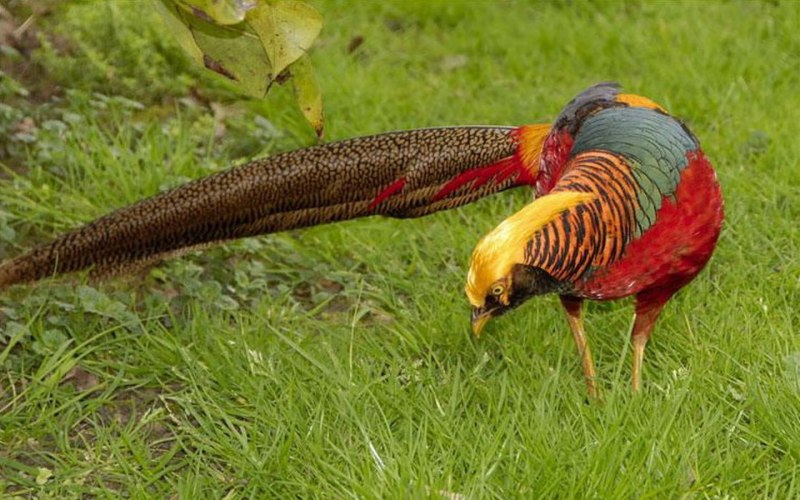 Phasianus colchicus