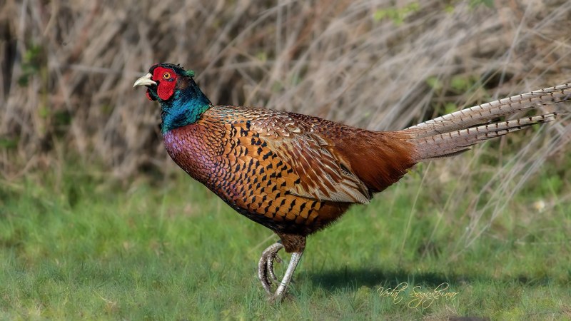 Зелёный фазан / Phasianus versicolor