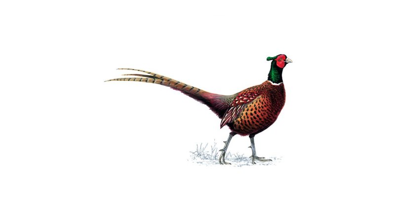 Phasianus colchicus