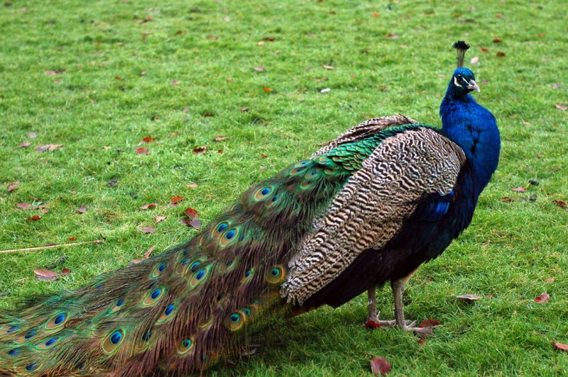 Peacock segment