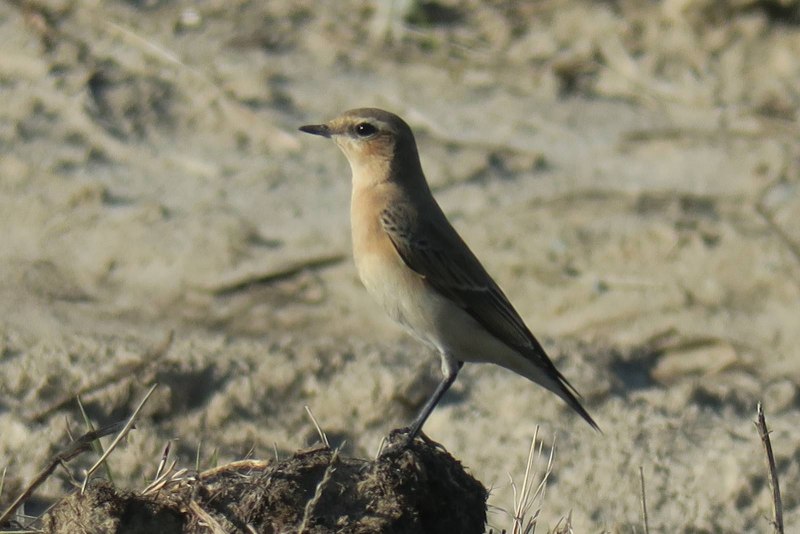 Oenanthe Oenanthe