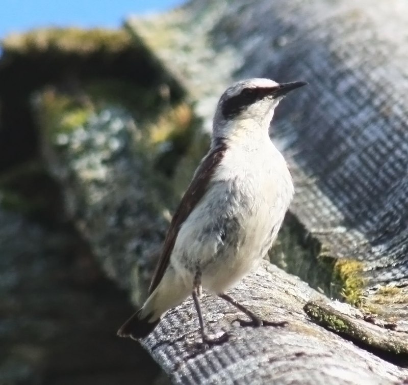 Каменка (Oenanthe leucopyga),