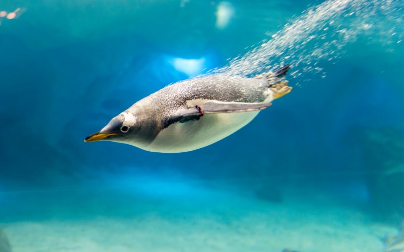 Пингвин ныряет (83 фото)
