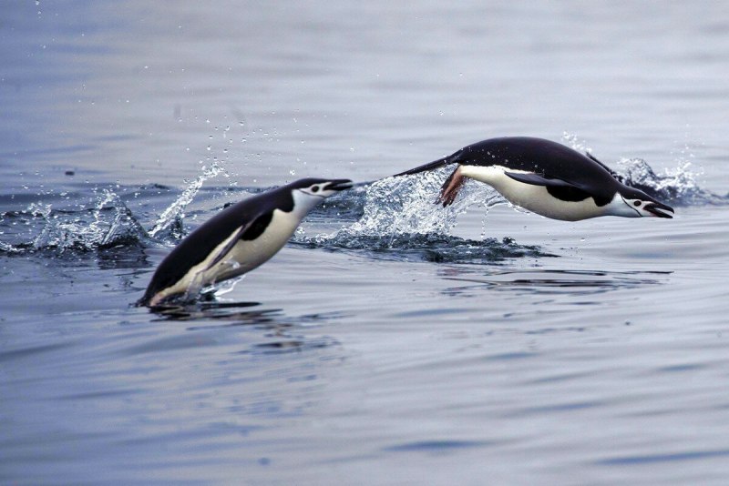 Penguin Flipper