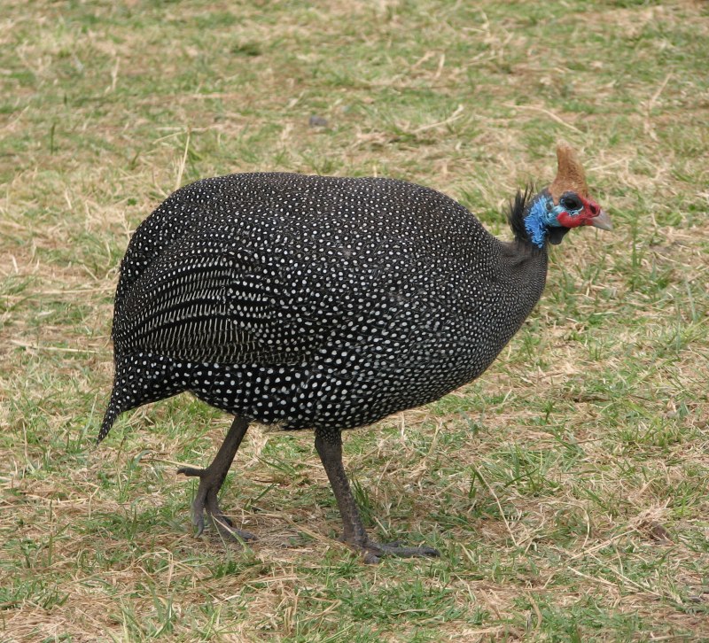 Цесарка Numida meleagris