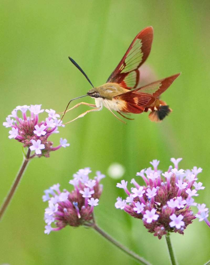 Chlorostilbon russatus