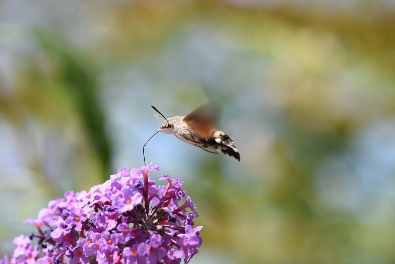 Hummingbird Hawk Moth