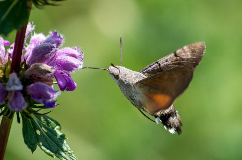 Бабочка похожая на колибри (87 фото)