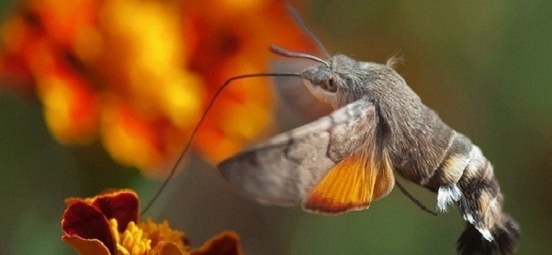 Sphinx Colibri.